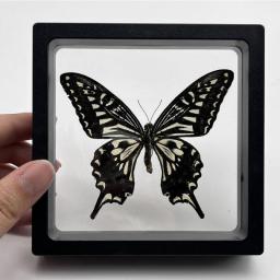 1 Piece Real Butterfly Specimen Photo Frame Rare Specimen Desktop Decoration Wall Decoration Display Frame Teaching Model Gifts