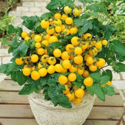 Tomatoes Seeds Fruits & Vegetable Seeds  Bonsai Plant For Home Garden Not Artificial Flower Plant
