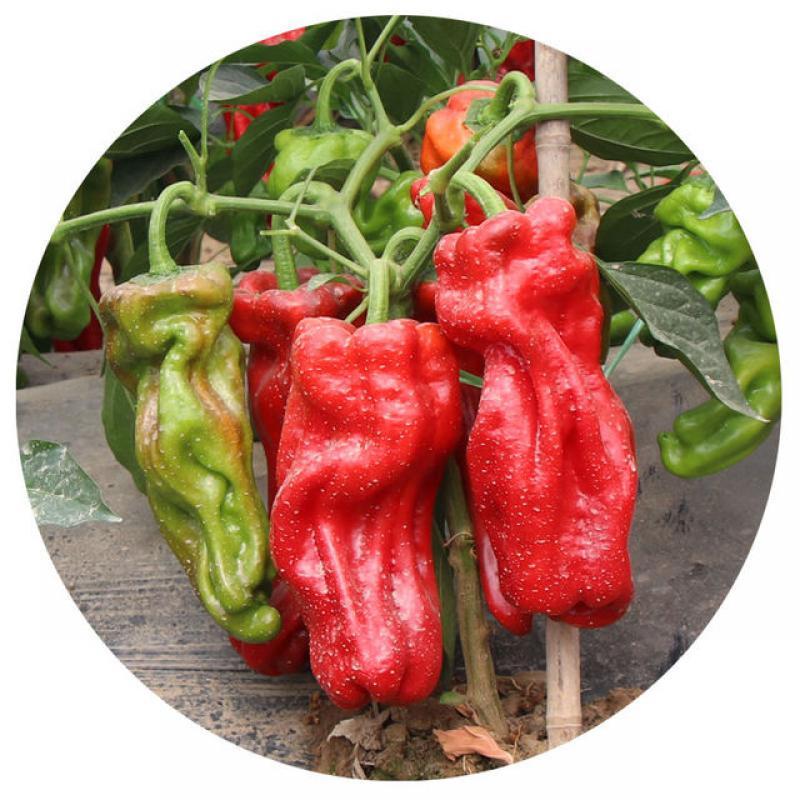 200 Pcs Pepper Seeds Vegetable Seeds Carolina Mix Chilli Bonsai Plant Jolokia Seeds for Home&garden Not Artificial Pepper